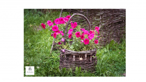 Roze petunia's in oude rieten mand