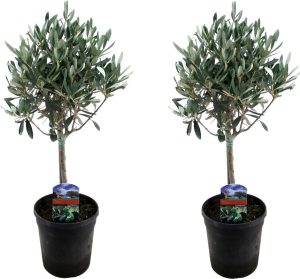 Plant in a Box - Set van 2 olijfbomen - bol