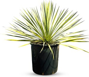Palmboom - Yucca Rostrata - winterharde palmboom bol