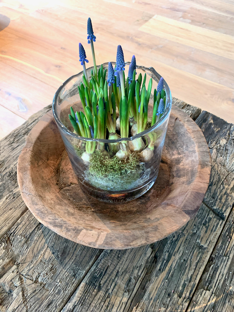 Houten landelijke schaal blauwe druifjes in glas met mos salontafel van stoer oud hout