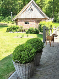 Rieten mand met buxus bruine hond met bal tuinschuur landelijk steen en hout longhorn gewei muur