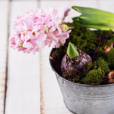 Roze hyacint met mos in zinken emmertje 